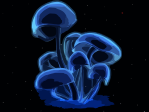 mushrooms-297230_1280